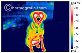 Thermografie bei Tieren